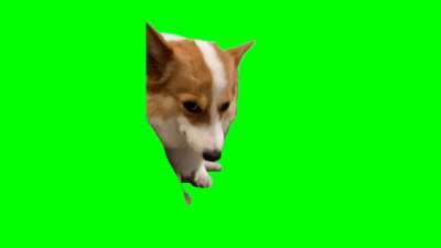 Dog Smiling Meme Download